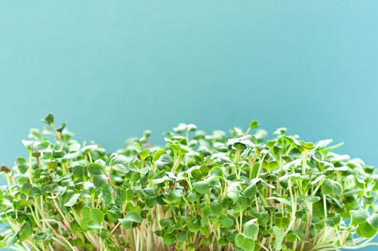 Boost Your Health Naturally with Microgreens | Daily Nutrition Made Simple