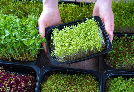 Why Broccoli Microgreens Are the Best Source of Sulforaphane | Superfood Power