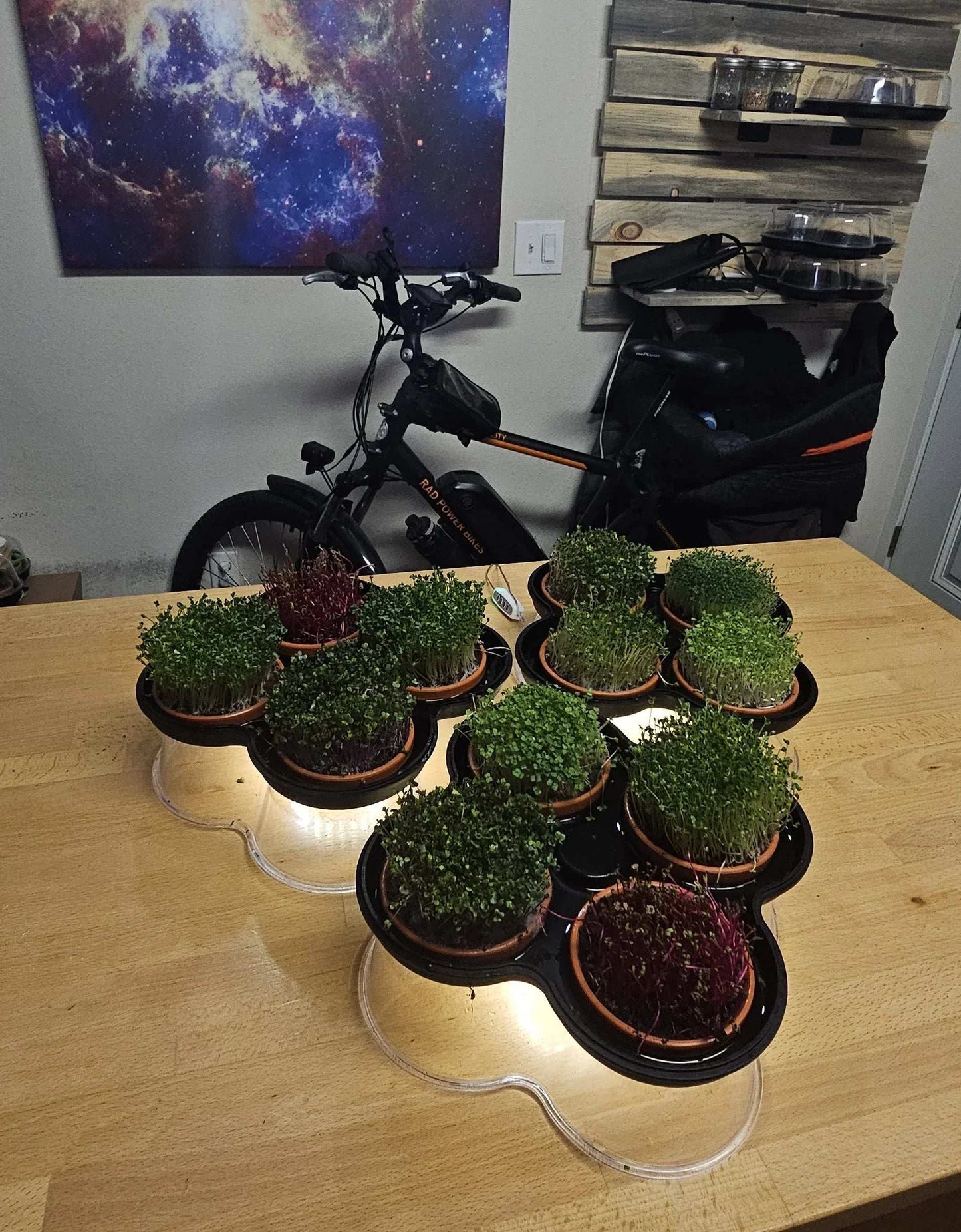 MicroGrow Duo - 2 Pod System 🌱🌱 Double the Beauty! Double the Fresh!