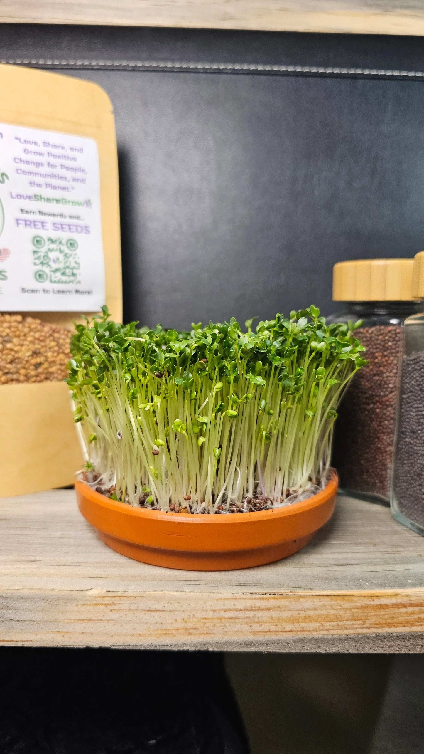 1 oz. Broccoli Microgreens Seeds – Purple Sprouting & Sulforaphane-Rich
