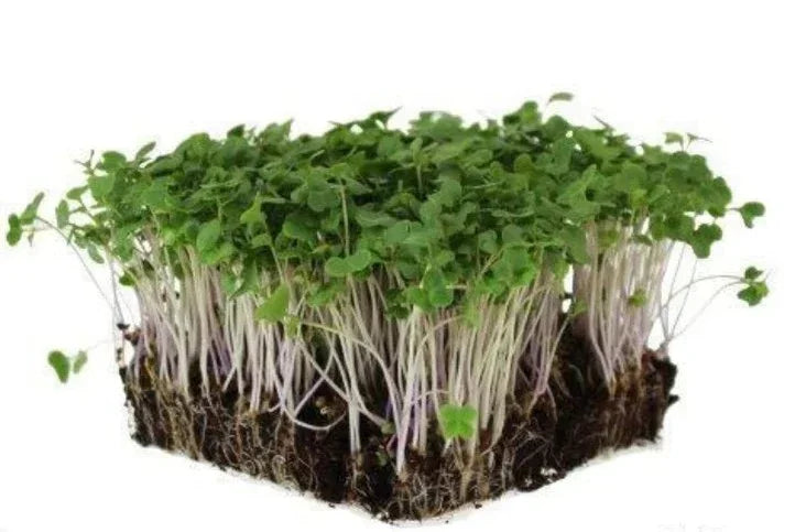 1 oz. Broccoli Di Cicco Microgreens Seeds | Classic Flavor. Powerful Nutrition.