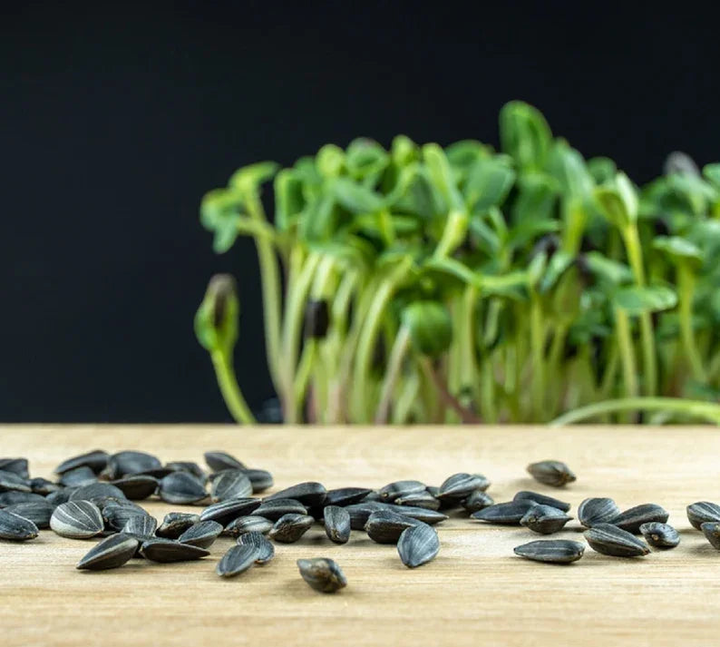 8 oz. Sunflower Microgreens Seeds – Black Oil | Protein-Rich & Crunchy