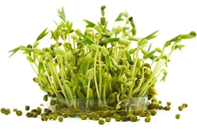 8 oz. Mung Bean Sprouting Seeds – Crisp, Fresh & Protein-Rich