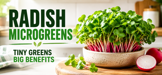 Radish Microgreens: The Tiny Superfood That Brings Big Flavor and Fresh Nutrition Home