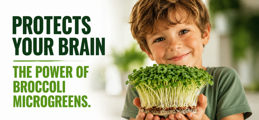 How Broccoli Microgreens May Help Protect Your Brain