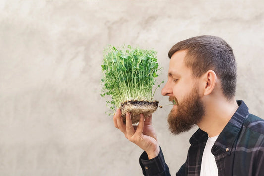 How Growing Microgreens Each Morning Calms the Mind and Nurtures Inner Peace