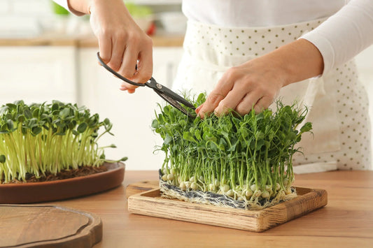 Grow Microgreens Instead of Buying Supplements | Smarter, Healthier & Cheaper