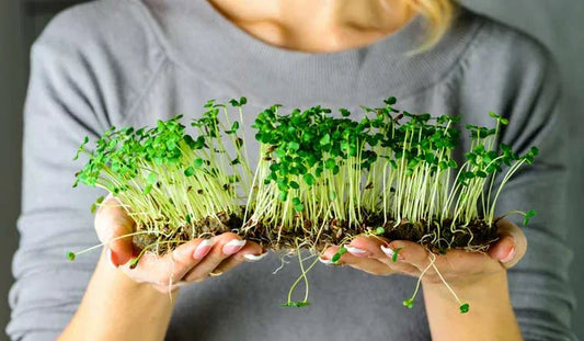 🌿 Are Microgreens More Bioavailable? The Science Behind Better Nutrient Absorption