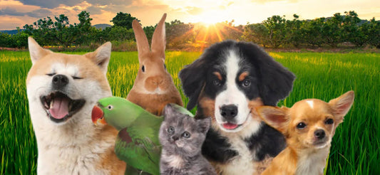 Are Microgreens Safe for Pets? Best Greens for Dogs, Cats, Rabbits & More