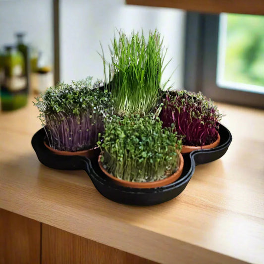 Microgreens 101 | How to Grow, Eat & Love Microgreens at Home