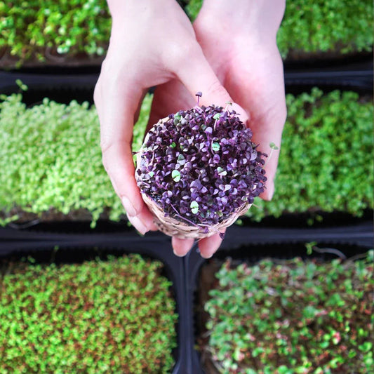 Why Microgreens Should Be Part of Your Daily Diet | Health Benefits & Easy Tips