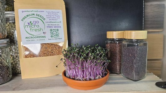 1 oz. Cabbage Red Acre Microgreens Seeds – Nutritious & Fast-Growing