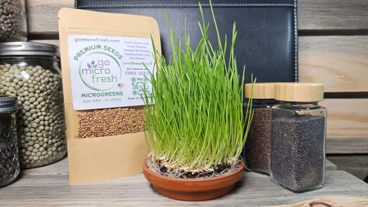 8 oz. Wheatgrass Seeds – Hard Red Spring | Nutrient-Rich & Fast-Growing