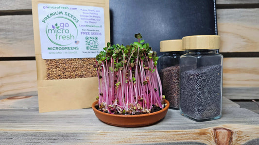 1 oz. Radish Microgreens Seeds – Red Stem, Spicy & Fast-Growing