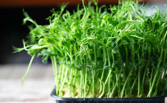 8 oz. Pea Speckled Microgreens Seeds – Sweet, Crisp & Full of Nutrients